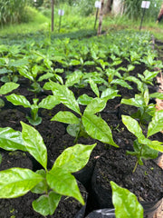 Tour Cafetero