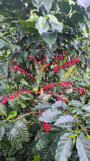 Tour Cafetero